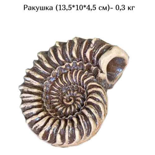 Ракушка 16x10x9см